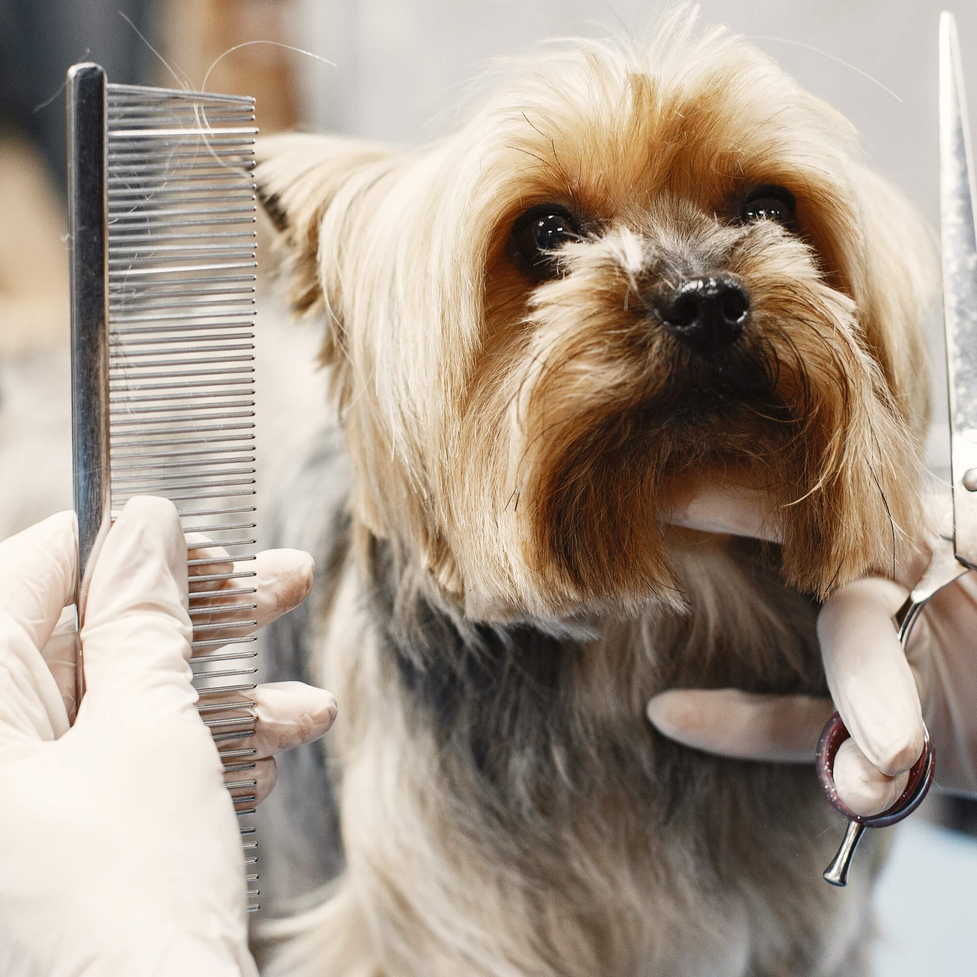 Mājdzīvnieku cirpšanas komplekts Springos PA0309 Mājdzīvnieku cirpšanas komplekts Springos PA0309