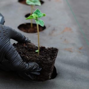 Agrotekstils pret nezālēm Springos AG0039 90g/m2 1
