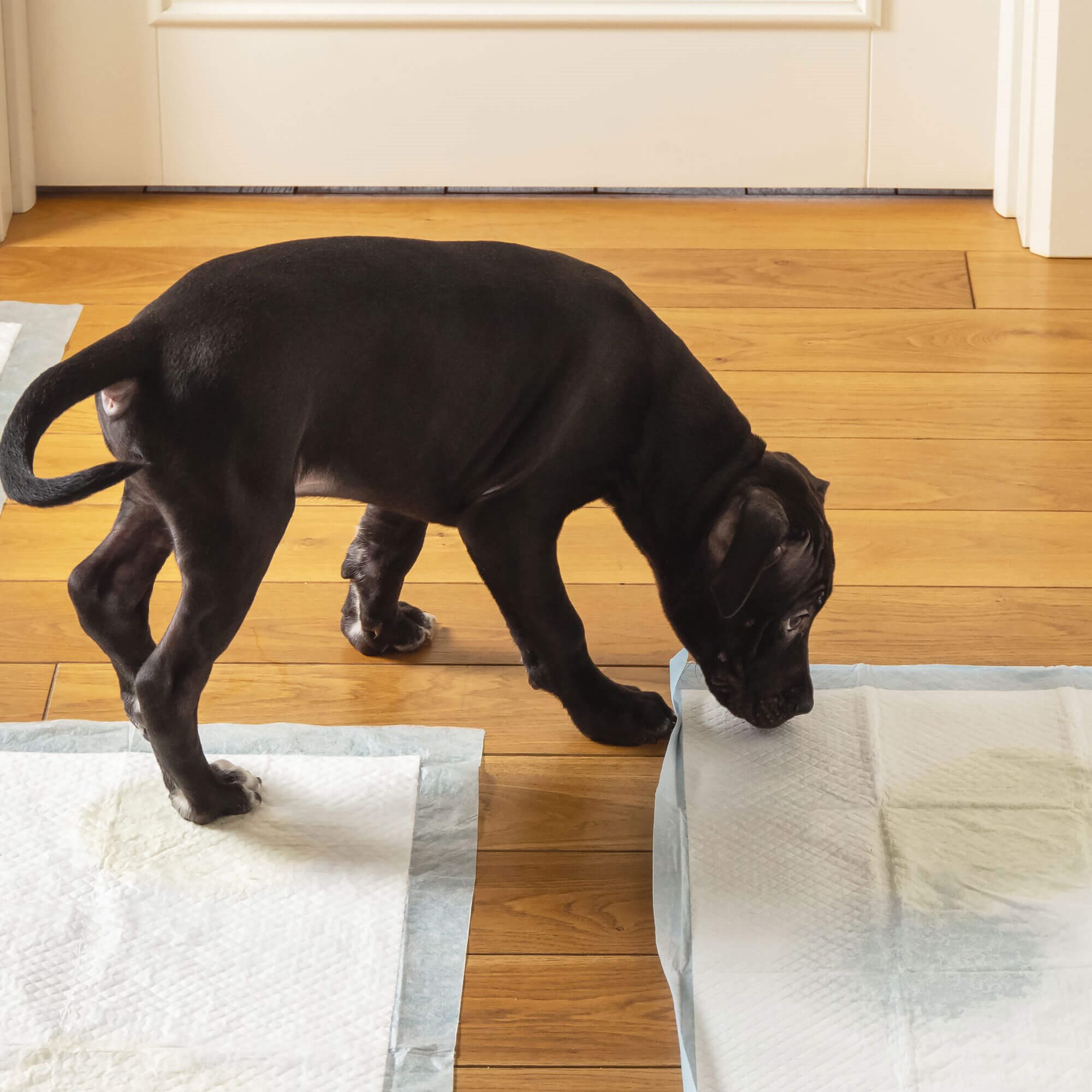 Higiēnas paliktņi Springos PA2011 35x45cm 50gab Higiēnas paliktņi Springos PA2011 35x45cm 50gab